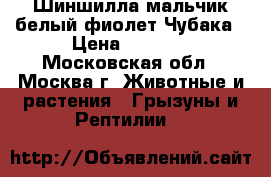 Шиншилла мальчик белый фиолет Чубака › Цена ­ 4 000 - Московская обл., Москва г. Животные и растения » Грызуны и Рептилии   